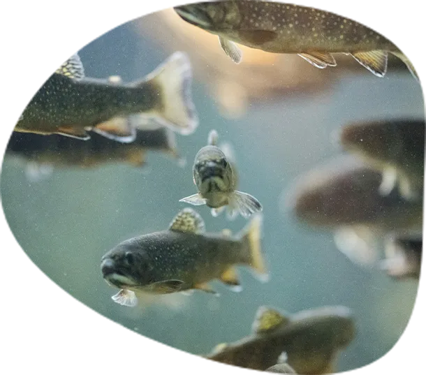 ヤマメのような小さな魚が水中を泳いでいる写真