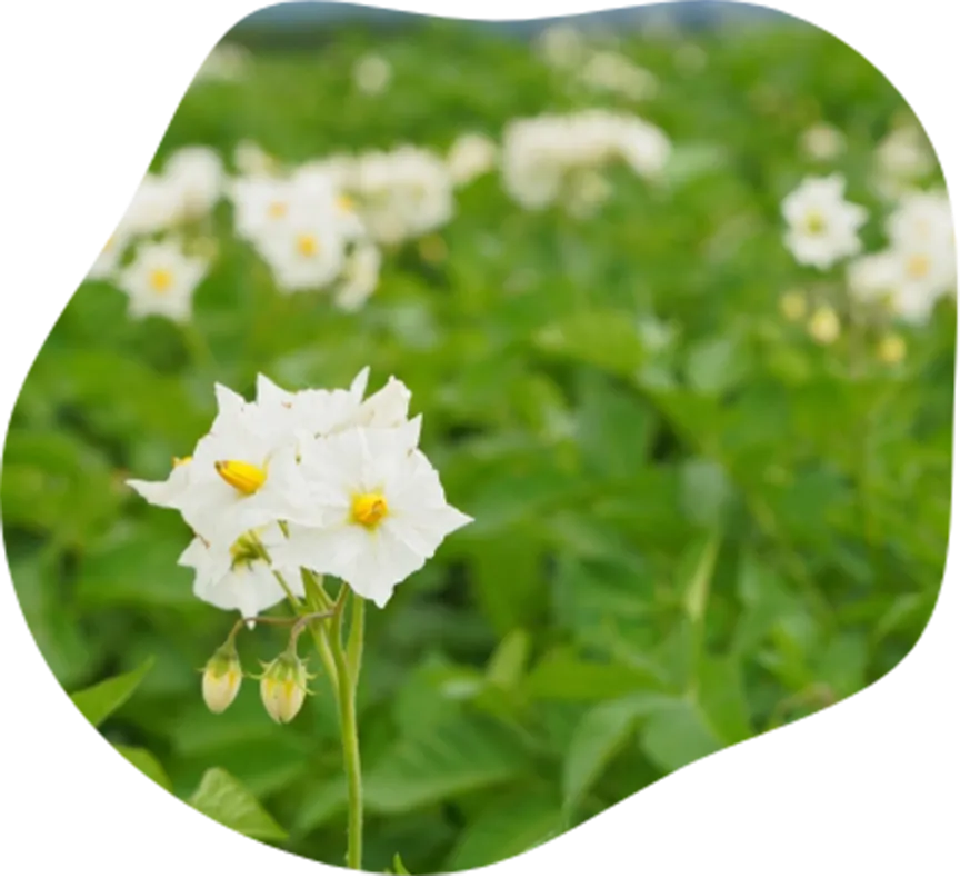 ジャガイモの花の写真
